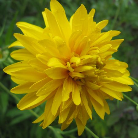 Rudbekia naga